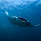 Manta Ray
